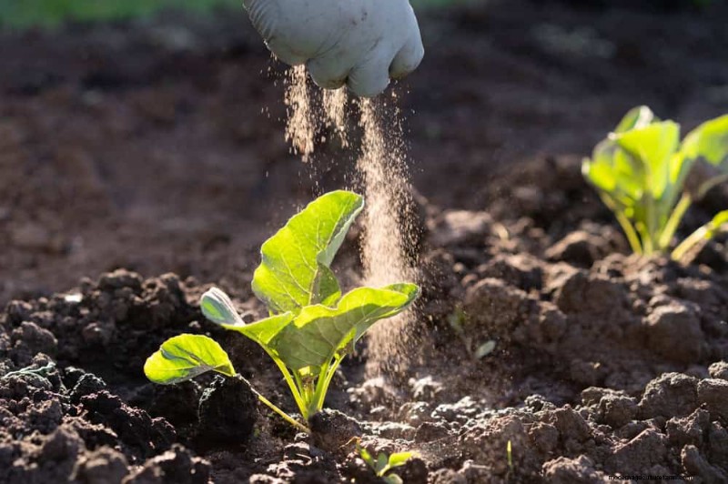Organic Pest Control: 12 Natural Methods for a Healthy Garden