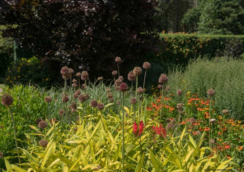 Wildflower Wonders: 12 Beautiful Plants for Natural Gardens