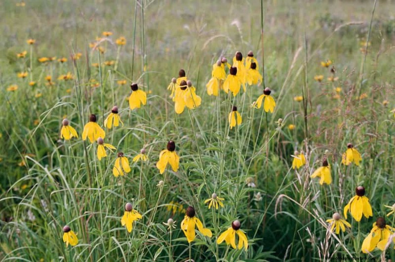 Wildflower Wonders: 12 Beautiful Plants for Natural Gardens
