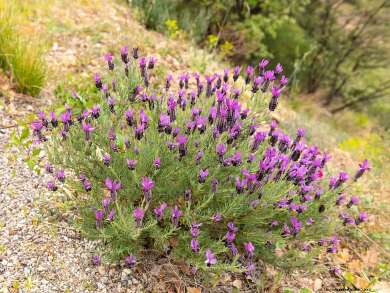 Wildflower Wonders: 12 Beautiful Plants for Natural Gardens
