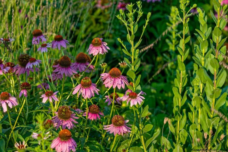 Wildflower Wonders: 12 Beautiful Plants for Natural Gardens