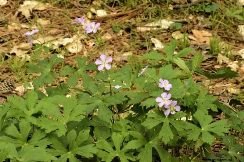 Wildflower Wonders: 12 Beautiful Plants for Natural Gardens