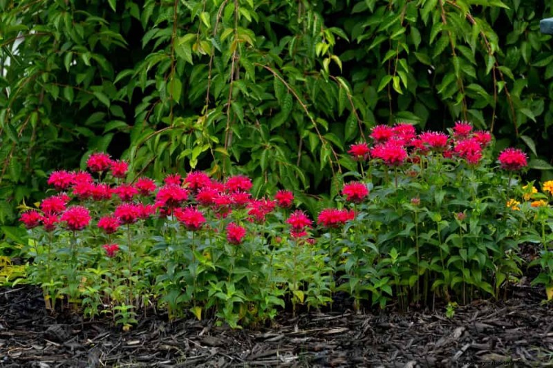Wildflower Wonders: 12 Beautiful Plants for Natural Gardens