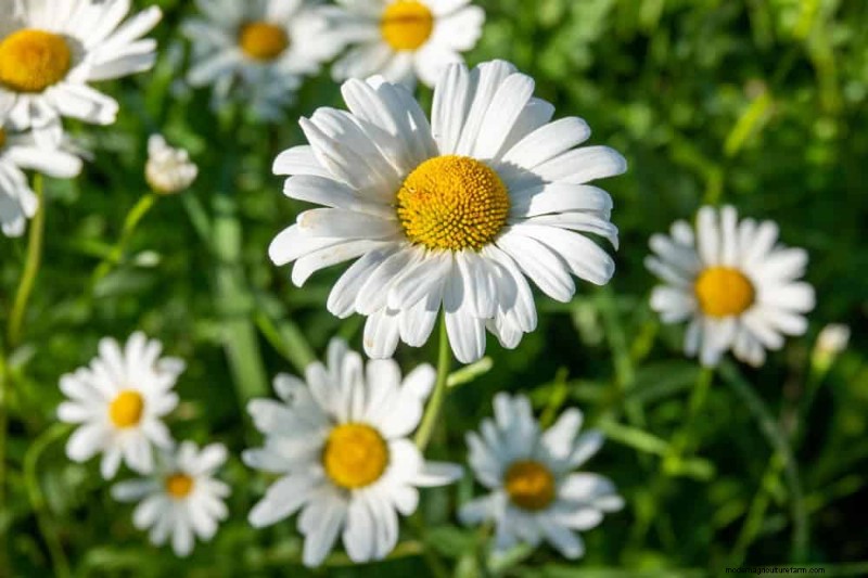 Wildflower Wonders: 12 Beautiful Plants for Natural Gardens