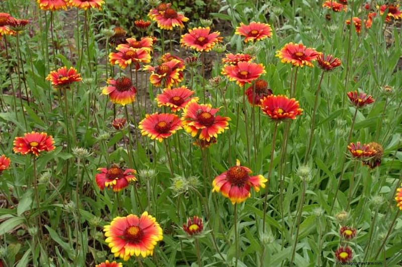Wildflower Wonders: 12 Beautiful Plants for Natural Gardens