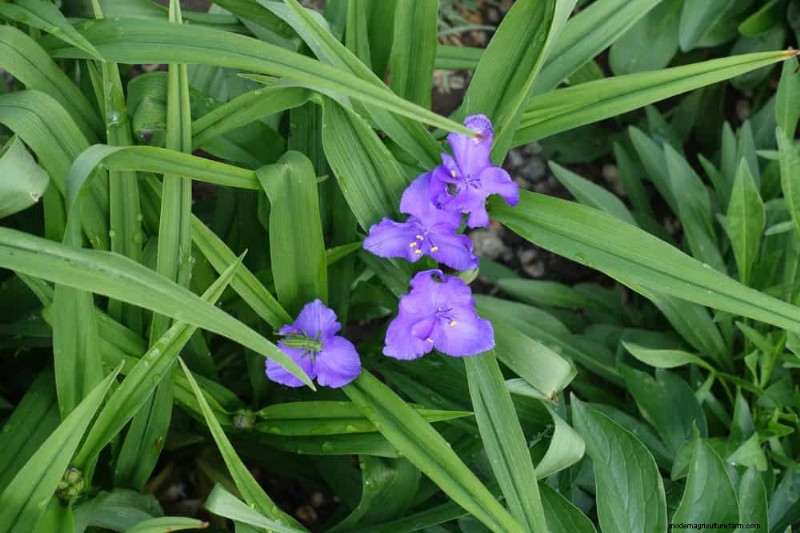 Wildflower Wonders: 12 Beautiful Plants for Natural Gardens