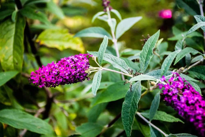 Wildflower Wonders: 12 Beautiful Plants for Natural Gardens