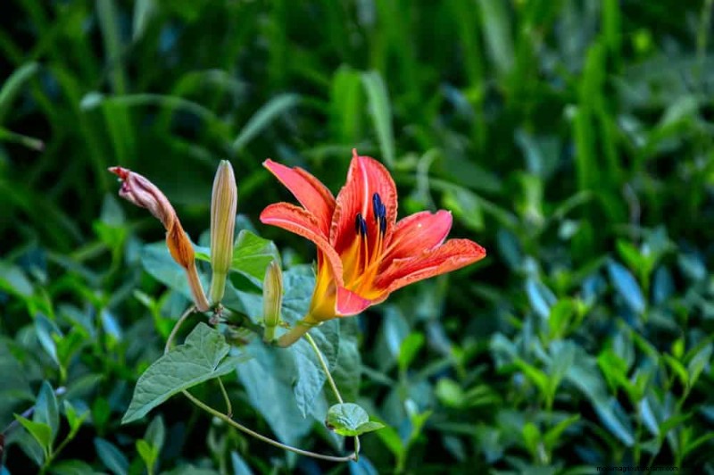 Wildflower Wonders: 12 Beautiful Plants for Natural Gardens