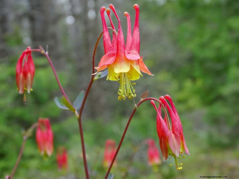 Wildflower Wonders: 12 Beautiful Plants for Natural Gardens