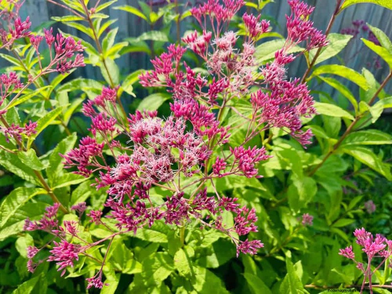 Wildflower Wonders: 12 Beautiful Plants for Natural Gardens