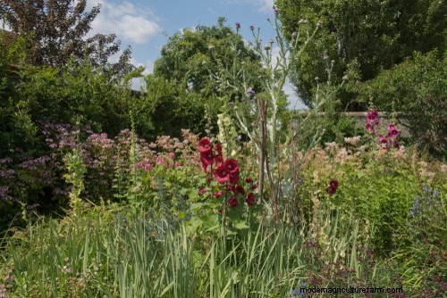 Wildflower Wonders: 12 Beautiful Plants for Natural Gardens