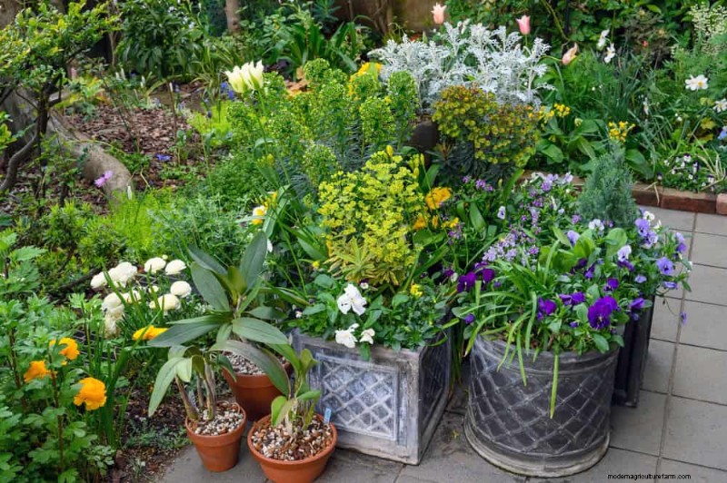 12 Best Spring-Blooming Plants for Container Gardens