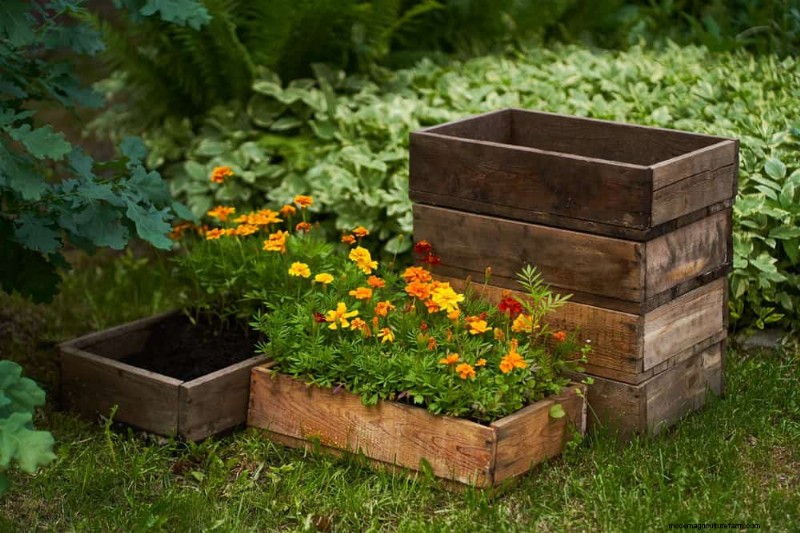 12 Best Spring-Blooming Plants for Container Gardens