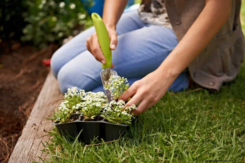 12 Best Spring-Blooming Plants for Container Gardens