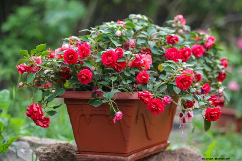 12 Best Spring-Blooming Plants for Container Gardens