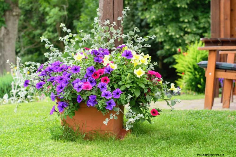 12 Best Spring-Blooming Plants for Container Gardens
