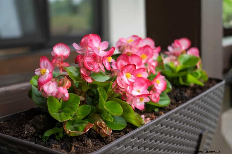 12 Best Spring-Blooming Plants for Container Gardens