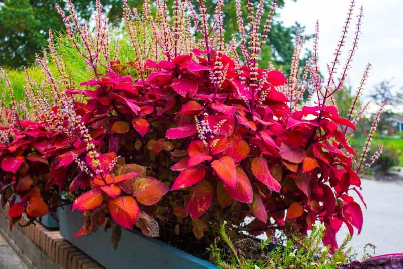 12 Best Spring-Blooming Plants for Container Gardens