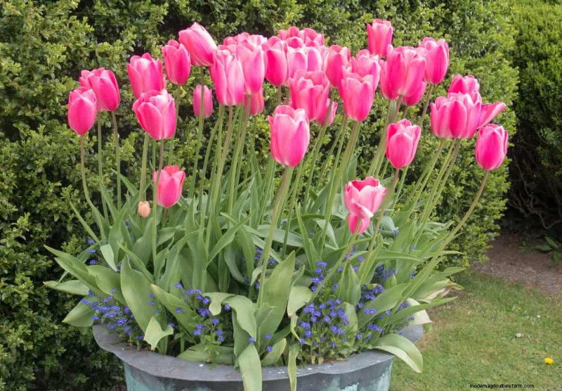 12 Best Spring-Blooming Plants for Container Gardens