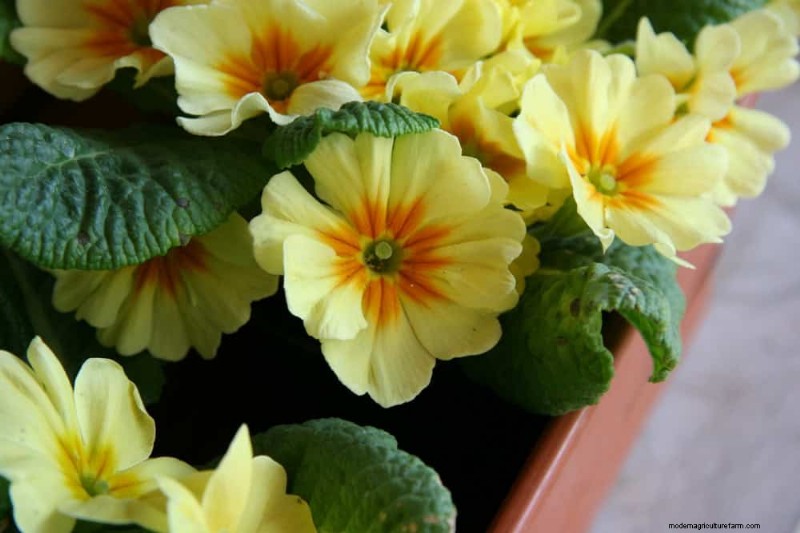 12 Best Spring-Blooming Plants for Container Gardens