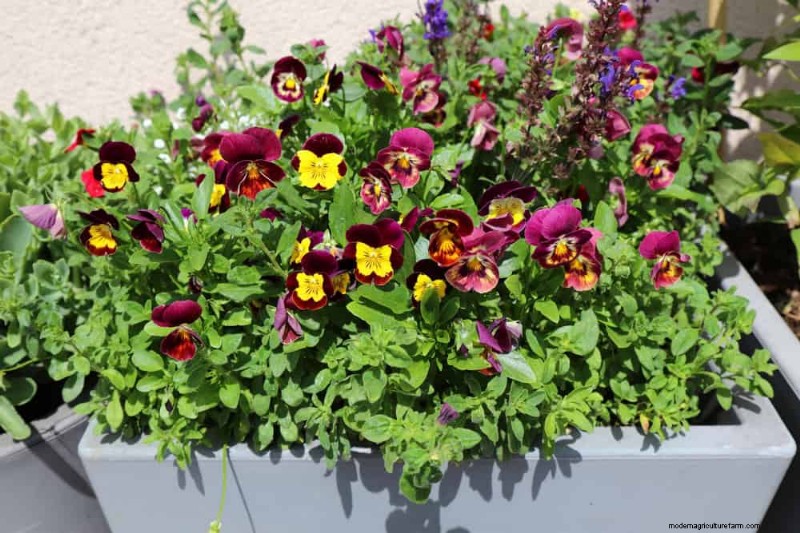 12 Best Spring-Blooming Plants for Container Gardens