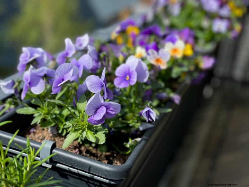12 Best Spring-Blooming Plants for Container Gardens