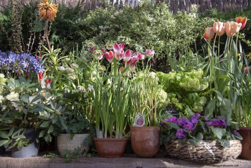12 Best Spring-Blooming Plants for Container Gardens