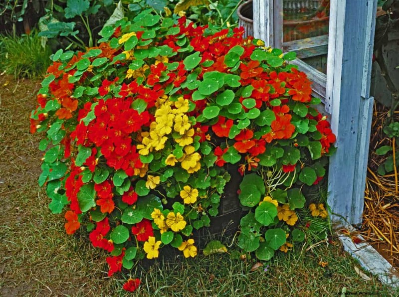 12 Best Spring-Blooming Plants for Container Gardens