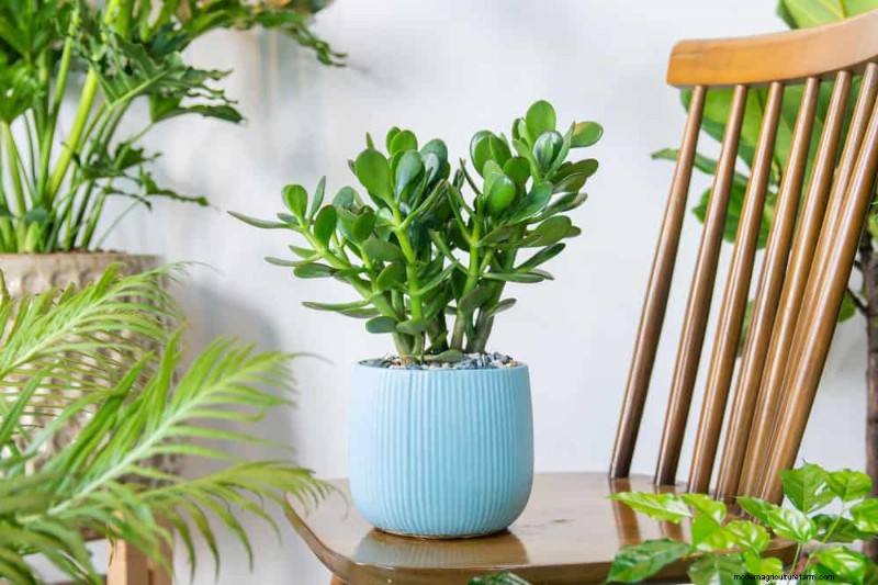 Low-Maintenance Houseplants: 8 Self-Watering Varieties for Easy Care