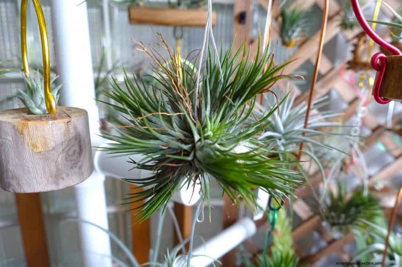 Low-Maintenance Houseplants: 8 Self-Watering Varieties for Easy Care