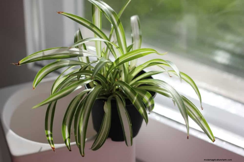 Low-Maintenance Houseplants: 8 Self-Watering Varieties for Easy Care