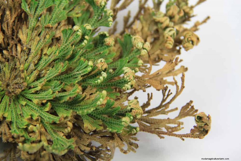Low-Maintenance Houseplants: 8 Self-Watering Varieties for Easy Care