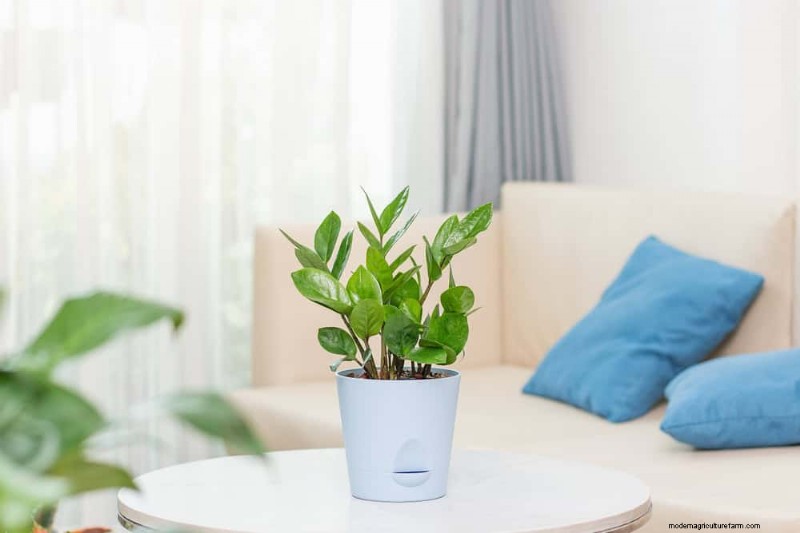Low-Maintenance Houseplants: 8 Self-Watering Varieties for Easy Care