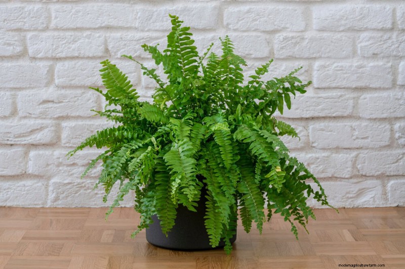 Low-Maintenance Houseplants: 8 Self-Watering Varieties for Easy Care
