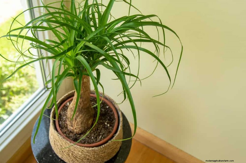 Low-Maintenance Houseplants: 8 Self-Watering Varieties for Easy Care