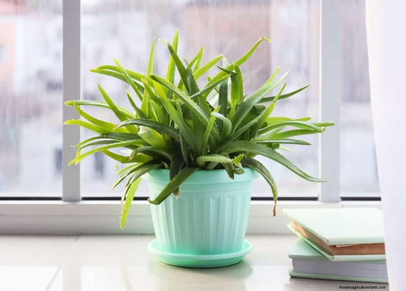Low-Maintenance Houseplants: 8 Self-Watering Varieties for Easy Care