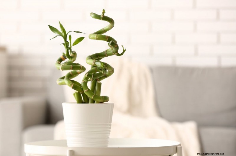 Low-Maintenance Houseplants: 8 Self-Watering Varieties for Easy Care
