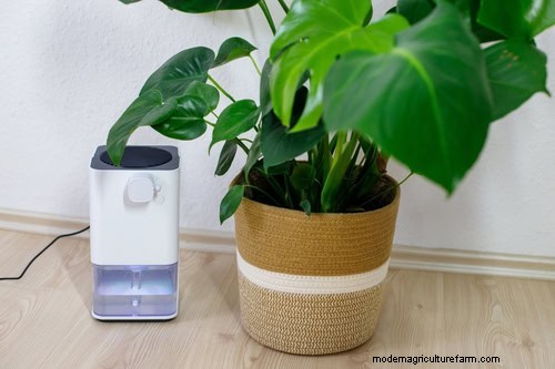 Low-Maintenance Houseplants: 8 Self-Watering Varieties for Easy Care