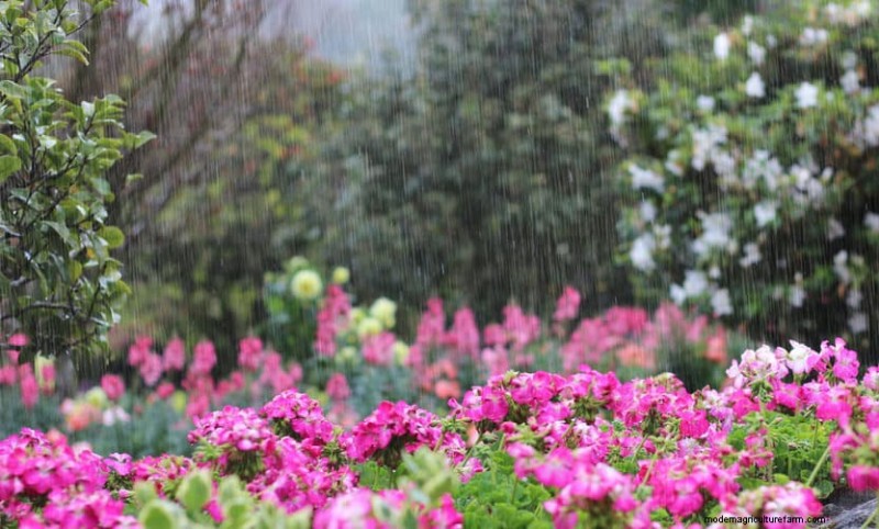 Best Rain Garden Plants for Natural Runoff Control | [Year]