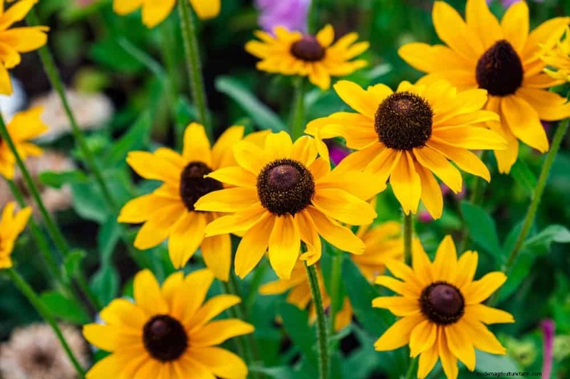 Best Rain Garden Plants for Natural Runoff Control | [Year]