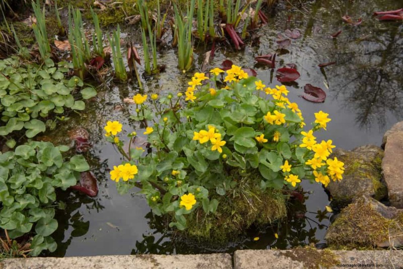 Best Rain Garden Plants for Natural Runoff Control | [Year]