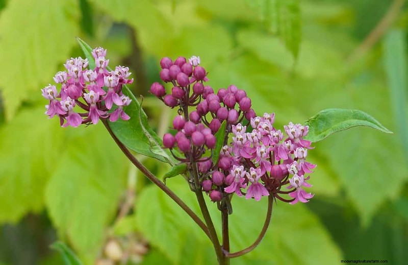 Best Rain Garden Plants for Natural Runoff Control | [Year]