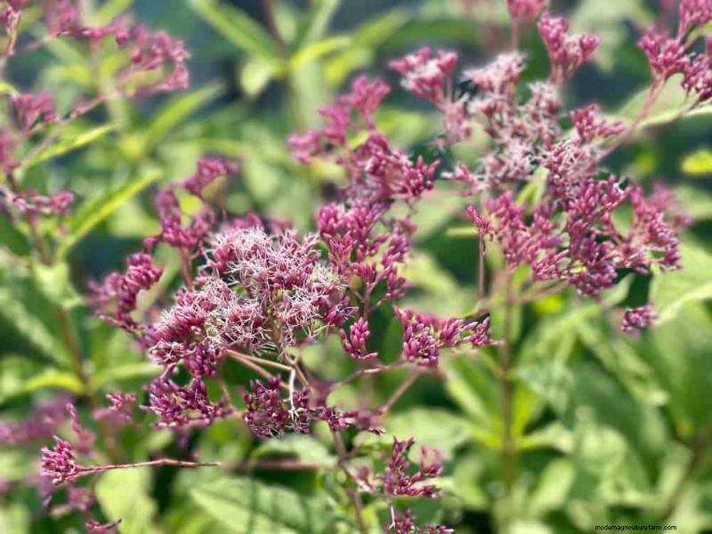 Best Rain Garden Plants for Natural Runoff Control | [Year]
