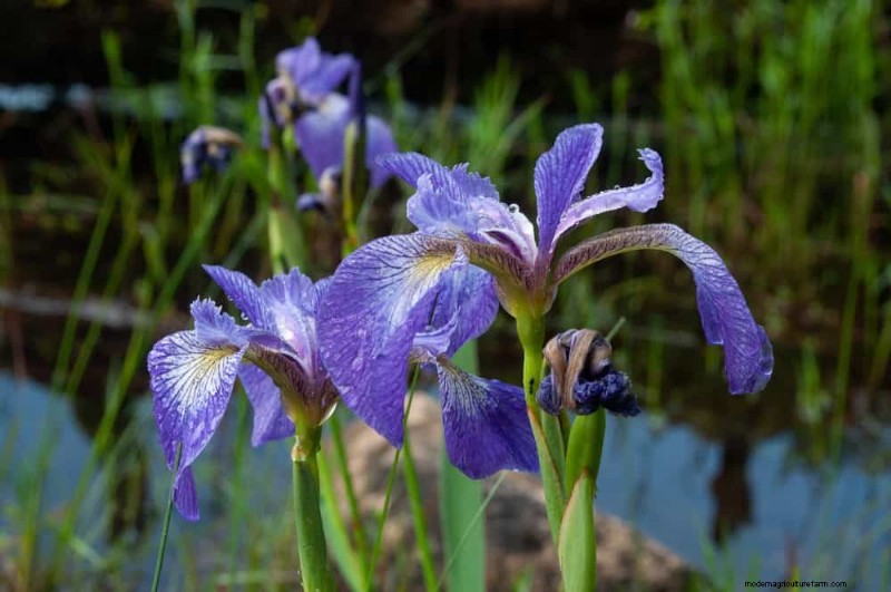 Best Rain Garden Plants for Natural Runoff Control | [Year]