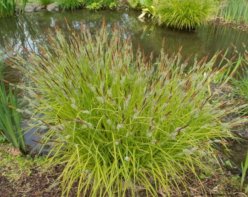 Best Rain Garden Plants for Natural Runoff Control | [Year]