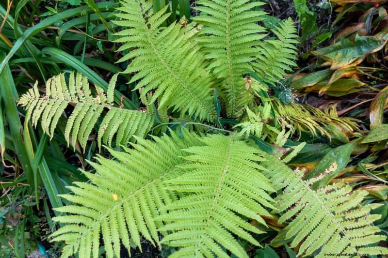 Best Rain Garden Plants for Natural Runoff Control | [Year]