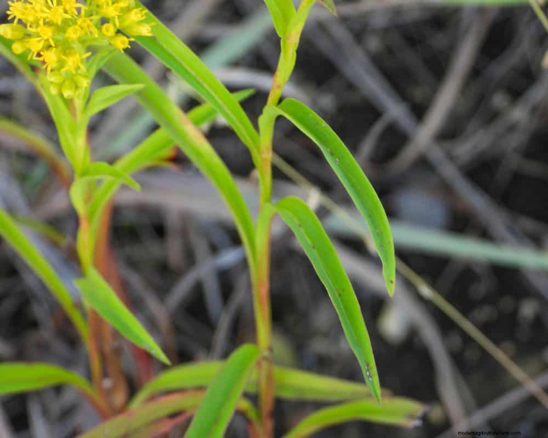 Best Rain Garden Plants for Natural Runoff Control | [Year]
