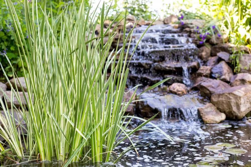 Best Rain Garden Plants for Natural Runoff Control | [Year]
