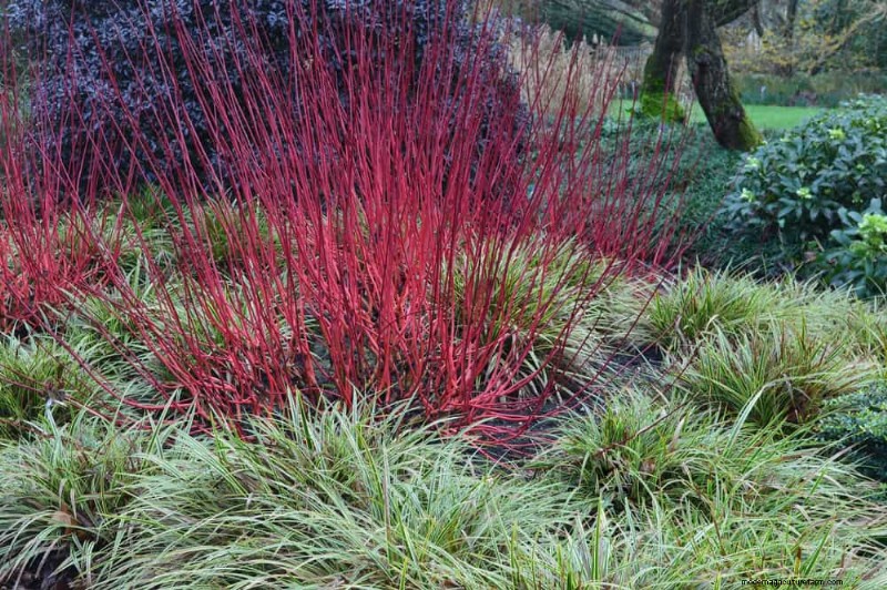 Best Rain Garden Plants for Natural Runoff Control | [Year]