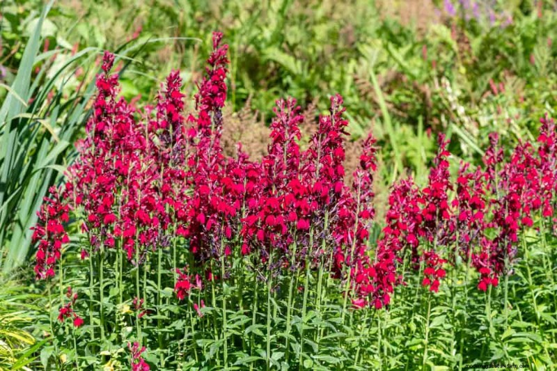 Best Rain Garden Plants for Natural Runoff Control | [Year]